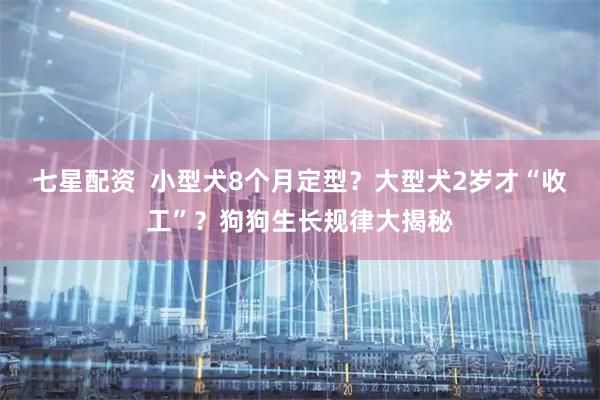 七星配资  小型犬8个月定型？大型犬2岁才“收工”？狗狗生长规律大揭秘